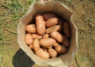 Картофель от производителя урожай 2020