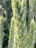 Семена озимой пшеницы сорт Полина ЭС