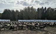 Овцы романовской породы племенные чистопородные
