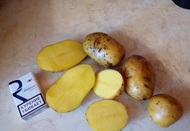 Купить картофель оптом от 20 тонн, склад в Брянске