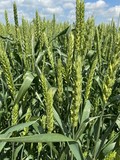 Семена озимой пшеницы сорт Стиль 18 ЭС