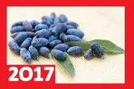 Приём ягоды свежей 2017 г. Сдать дикоросы по цене завода. Продать лесную жимолость чернику шиповник