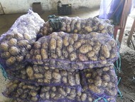 Картофель Наташа , свежий урожай