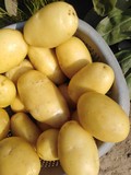 Молодой картофель сорт «Мелодия» новый урожай — Пакистан