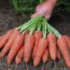 Морковь оптом от производителя 