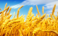 Купим сельхозпродукцию 2019 года: ячмень, пшеница, рапс, горох, рис сырец