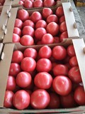 Помидоры (томаты) Пинк Парадайз калиброванные оптом от тепличного хозяйства