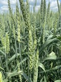 Семена озимой пшеницы сорт Тимирязевка 150 ЭС