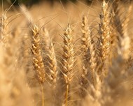 Семена озимой пшеницы среднеспелый сорт Гром