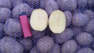 Картофель красных и белых сортов оптом от производителя