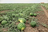 Продаем арбузы оптом в Краснодарском крае, отгрузка от 20 тонн
