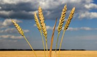Семена озимой пшеницы среднеспелый сорт Алексеич