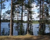 Участок "Озеро Тригорское" 12,42 га. Сельхоз. Выборгский район.
