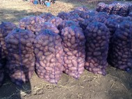 Картофель урожай 2018 оптом со склада
