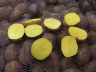 Картофель Сорт Гала оптом и в розницу