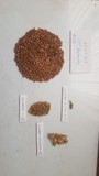 Продаем Семена льна масличного крупным оптом