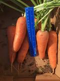 Морковь оптом с полей напрямую от производителя