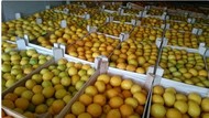 Лимон в любых объемах напрямую от производителя