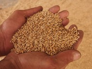Пшеница 4 класса