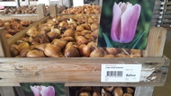 Продаем луковицы тюльпанов 