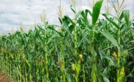 Гибрид кукурузы СИ Феномен Фао 220