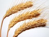 Семена озимой пшеницы Таня, Тимирязевка 150, Шарм, Юка