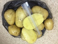 Картофель отборный сорт Гала оптовая продажа