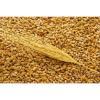 Экспорт пшеницы оптом