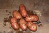 Картофель нового урожая оптом 