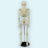 Модель скелета человека 80 см (на подставке)