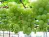 Бескосточковый виноград "Еарли Свит" из Египта 