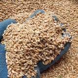 Пшеница фуражная 5 класс (экспорт из Казахстана)