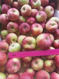 Яблоки оптом от производителя. Урожай 2019 года.