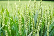 Безостая 100. Высокоурожайные сорта озимой пшеницы