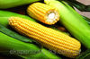 Гибриды семена кукурузы Лимагрейн (LG)