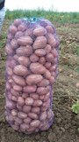 Картофель оптом продовольственный от хозяйства Брянской области