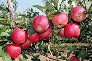 Яблоки оптом из Молдавии