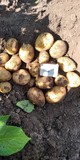 Картофель сорт Гала калибр 5+ крупный и мелкий опт, НСО село Быково