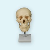 Модель черепа взрослого человека с шейными позвонками и головным мозгом (на подставке)