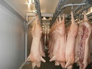 Мясо свинины - поставки в Гонгконг
