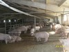 Продаем свинину живым весом в городах России