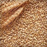 Пшеница продаем оптом в Барнауле