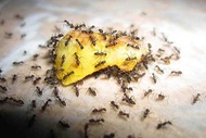 Выведение муравьев