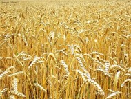 Семена озимой пшеницы Гром.