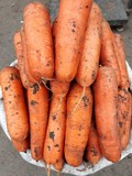 Морковь продажа от мешка в Москве доставка на дом в офис
