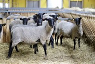 Ярки и овцы романовской породы, племенные, чистокровные