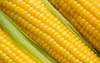 Гибриды семена кукурузы НК Фалькон, Нерисса, Делитоп 