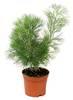 Экзотическое домашнее растение - аденатос продаем 