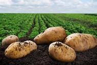 Сельхозпредприятие (картофелеводство)