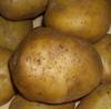 Картофель семенной сорт удача  2 руб. 